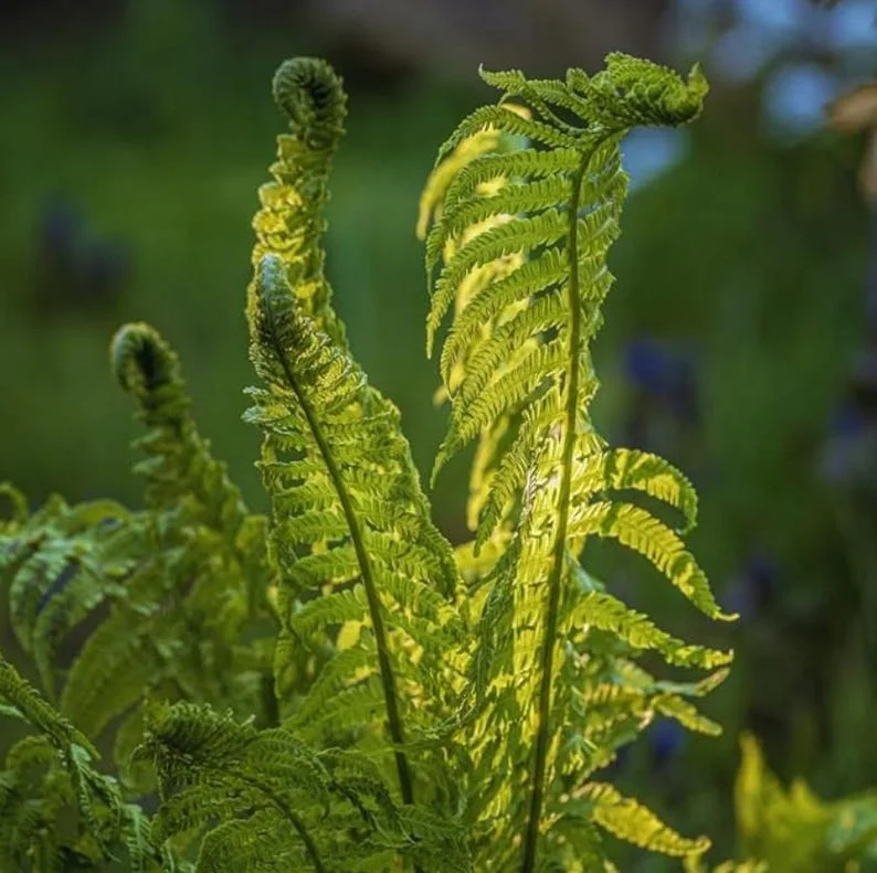 5 Ostrich Fern Rhizomes – Native Shade Perennial Live Plant – Outdoor 5 Ostrich Fern Rhizomes – Native Shade Perennial Live Plant – Outdoor - Image 1