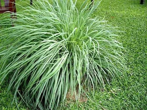 5 Pack Lemongrass Live Plant - Aromatic Rooted Starter Perennial Grass - Image 1