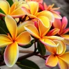 5 Pink Orange Plumeria Seeds - Hawaiian Flower Lei Perennial Bloom - Image 1