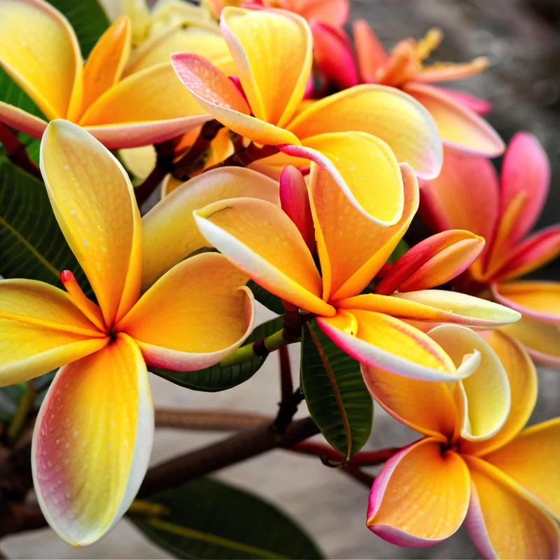5 Pink Orange Plumeria Seeds - Hawaiian Flower Lei Perennial Bloom - Image 1