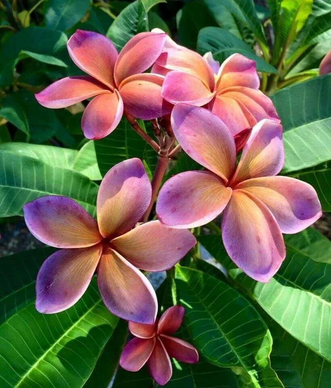 5 Pink Orange Plumeria Seeds – Tropical Flower Seeds for Planting - Image 2