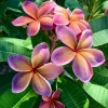 5 Pink Orange Plumeria Seeds – Tropical Flower Seeds for Planting - Image 1