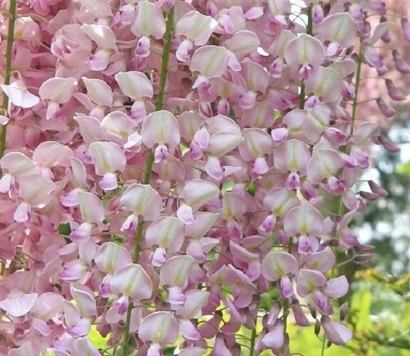 5 Pink Wisteria Seeds - Climbing Vine Perennial Flower Seeds - Image 2