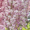 5 Pink Wisteria Seeds - Climbing Vine Perennial Flower Seeds - Image 1