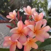 5 Plumeria Seeds - Light Pink Orange Tropical Flower Seeds - Image 1