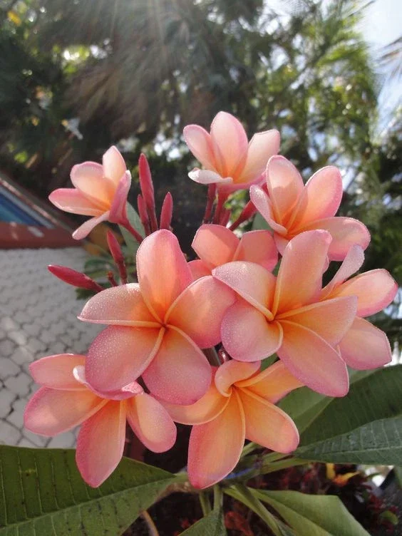 5 Plumeria Seeds - Light Pink Orange Tropical Flower Seeds - Image 1