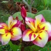 5 Plumeria Seeds – Pink, White, Yellow Hawaiian Flowers – Perennial - Image 1