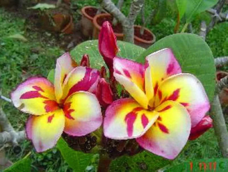5 Plumeria Seeds – Pink, White, Yellow Hawaiian Flowers – Perennial - Image 1