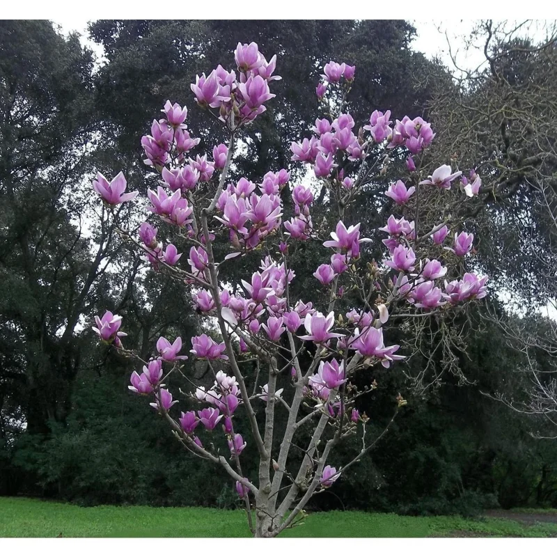 5 Purple Magnolia Seeds - Fragrant Tulip Tree Flower Seeds for Planting - Image 2