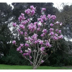 5 Purple Magnolia Seeds - Fragrant Tulip Tree Flower Seeds for Planting - Image 1