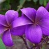 5 Purple Plumeria Seeds - Fragrant Tropical Perennial Flowers - Image 1