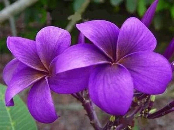5 Purple Plumeria Seeds - Fragrant Tropical Perennial Flowers - Image 1