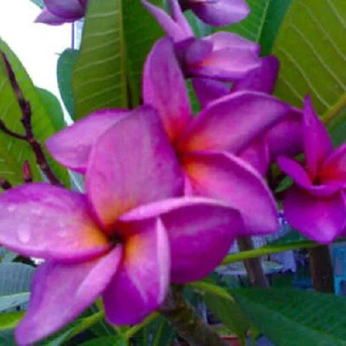 5 Purple White Plumeria Seeds - Perennial Flower Seeds for Outdoor Planting - Image 1