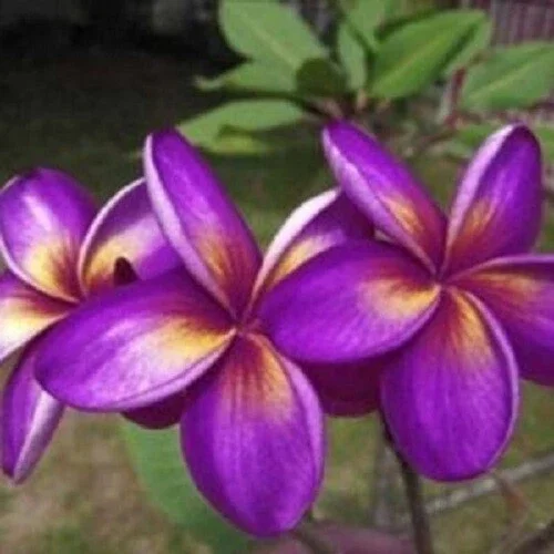 5 Purple Yellow Plumeria Seeds - Exotic Flowering Plant Seeds - Image 1