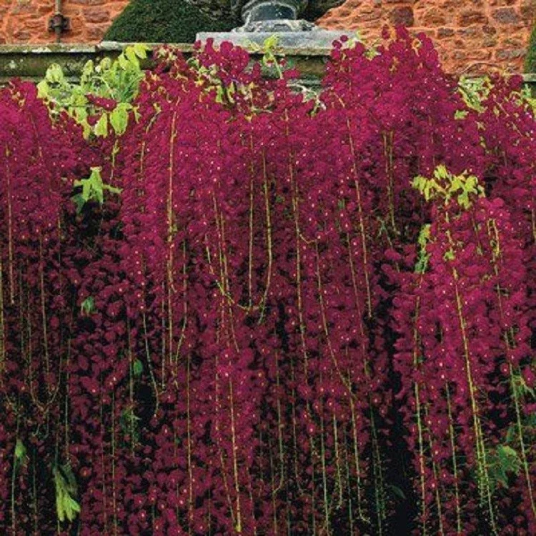 5 Red Black Dragon Wisteria Seeds - Vine Climbing Flower Perennial - Image 2