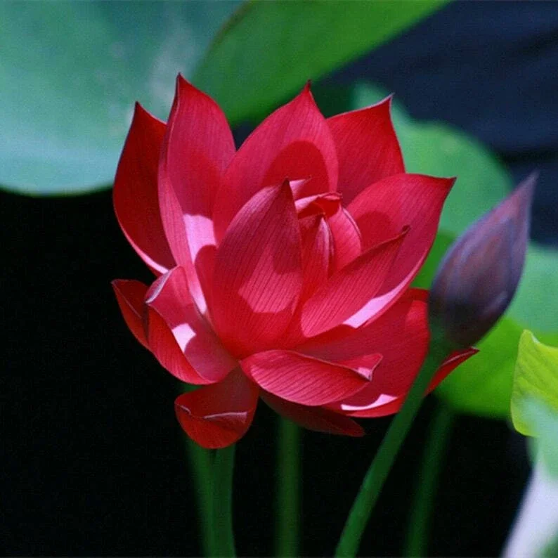 5 Red Lotus Seeds - Nelumbo nucifera Tropical Flowering Blooms Hardy Water Plant - Image 1