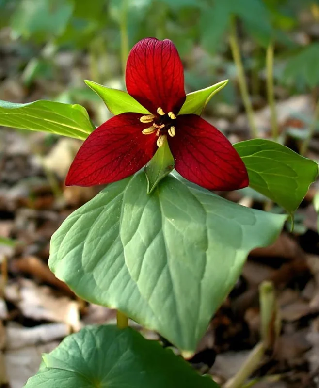 5 Red Trillium Flower Bulbs – Wood Lily Perennial for Shade Gardens - Image 1