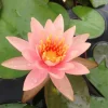 5 Soft Pink Lotus Seeds - Nelumbo nucifera Tropical Aquatic Plant - Image 1