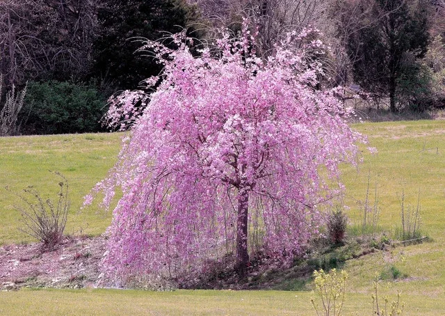 5 Weeping Purple Cherry Tree Seeds - Flowering Japanese Ornamental Tree - Image 1