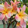 5 White Blush Yellow Plumeria Seeds - Hawaiian Flower Seeds for Planting - Image 1