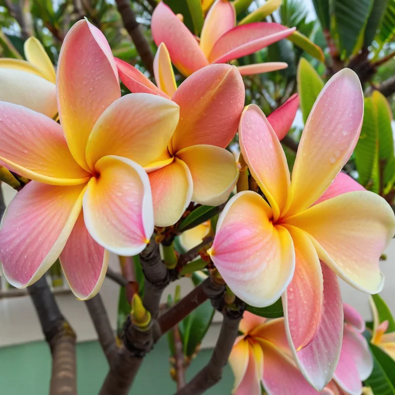 5 White Blush Yellow Plumeria Seeds - Hawaiian Flower Seeds for Planting - Image 2