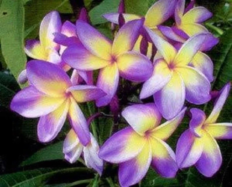 5 Yellow Purple Plumeria Seeds - Tropical Flower Perennial Plant Seeds - Image 2