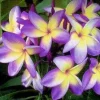 5 Yellow Purple Plumeria Seeds - Tropical Flower Perennial Plant Seeds - Image 1
