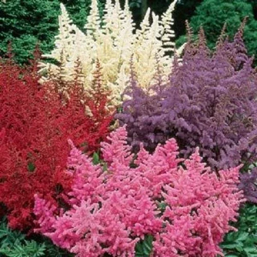 50 Astilbe Seeds - White, Pink, Red Shade Perennial Garden Flower Seed - Image 1