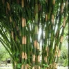 50 Atter Bamboo Seeds - Giant Clumping Privacy Screen for Gardens - Image 1