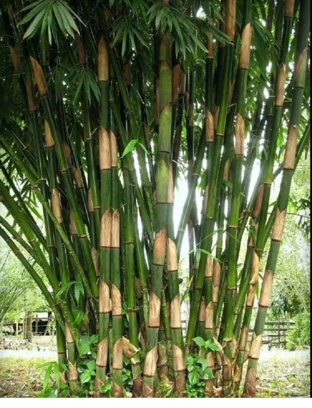 50 Atter Bamboo Seeds - Giant Clumping Privacy Screen for Gardens - Image 1