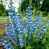50 Azure Snow Salvia Seeds - Perennial Flower Seeds for Hummingbirds - Image 1