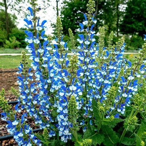 50 Azure Snow Salvia Seeds - Perennial Flower Seeds for Hummingbirds - Image 1