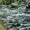 50 Baby Blue Eucalyptus Seeds - Perennial Tree Flower Seed Packet - Image 1