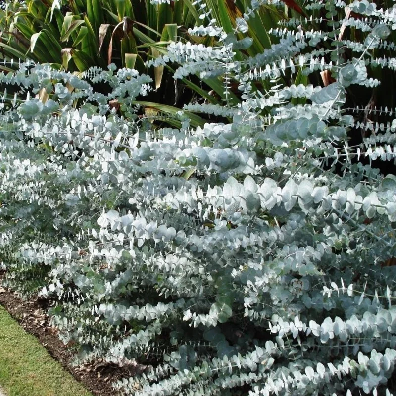 50 Baby Blue Eucalyptus Seeds - Perennial Tree Flower Seed Packet - Image 1