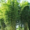 50 Bambusa Oldamii Bamboo Seeds - Privacy Garden Clumping Shade - Image 1