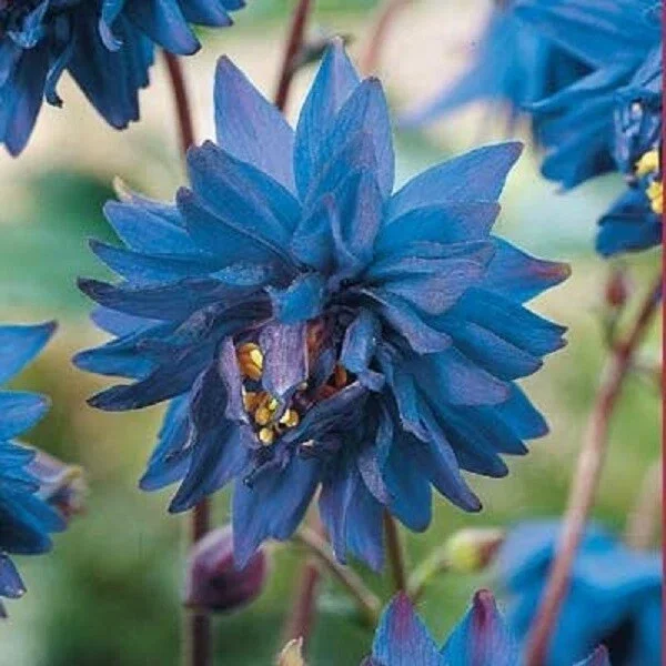 50 Barlow Blue Columbine Seeds - Perennial Flower Seeds - Image 2