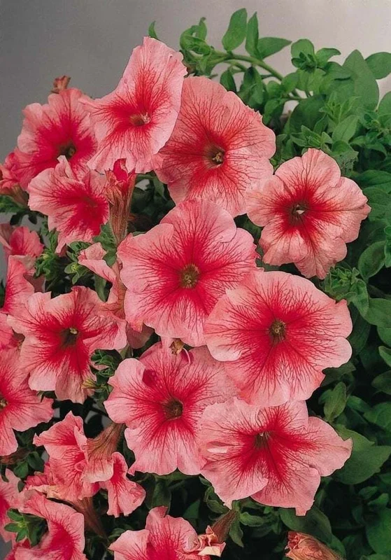 50 Bi-Color Pink Petunia Flower Seeds - Perennial Annual Bloom - Image 2