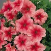 50 Bi-Color Pink Petunia Flower Seeds - Perennial Annual Bloom - Image 1
