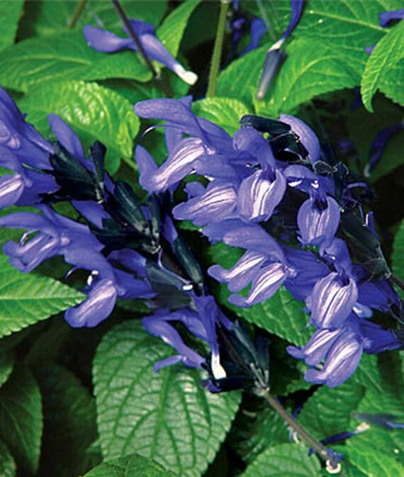 50 Black & Blue Salvia Seeds - Perennial Flower Seeds for Hummingbirds - Image 2