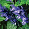 50 Black & Blue Salvia Seeds - Perennial Flower Seeds for Hummingbirds - Image 1