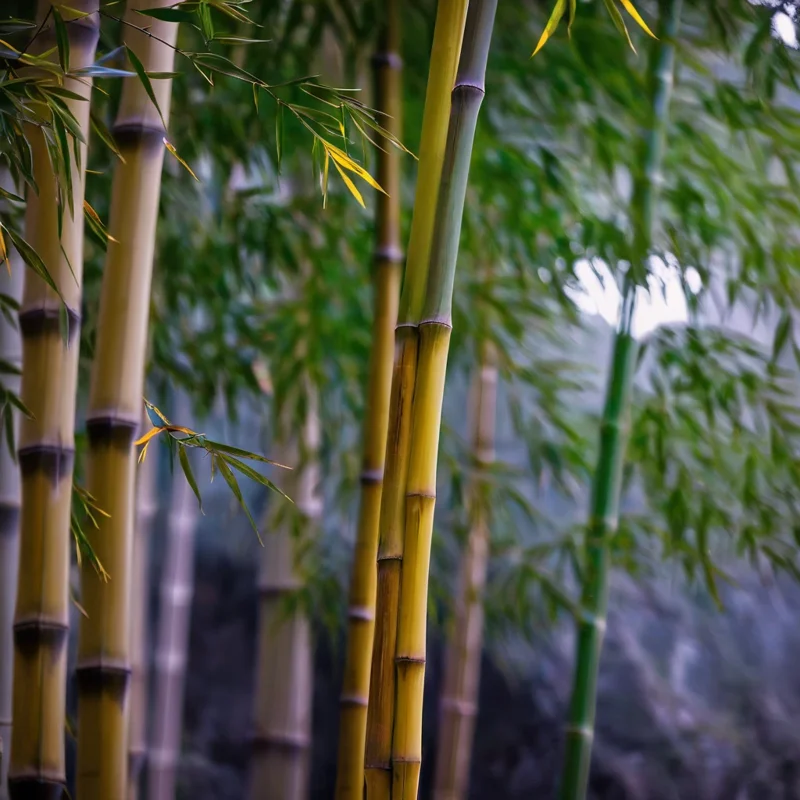 50 Black Stripe Bamboo Seeds – Clumping Privacy Screen Garden Plant - Image 1