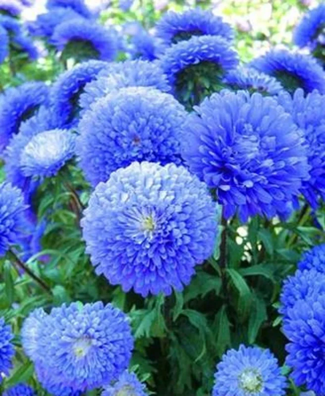 50 Blue Aster Flower Seeds – Perennial Wildflower for Spring Blooms - Image 1