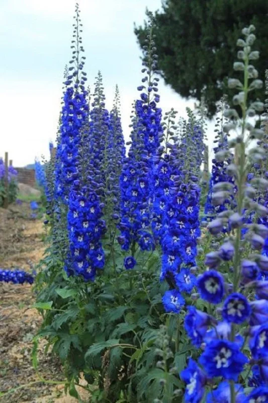 50 Bright Blue Delphinium Mix Seeds - Perennial Flower Seeds - Image 2