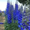50 Bright Blue Delphinium Mix Seeds - Perennial Flower Seeds - Image 1