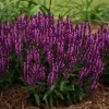 50 Bumbleberry Salvia Seeds – Perennial Flower Seeds – Attracts Butterflies - Image 1