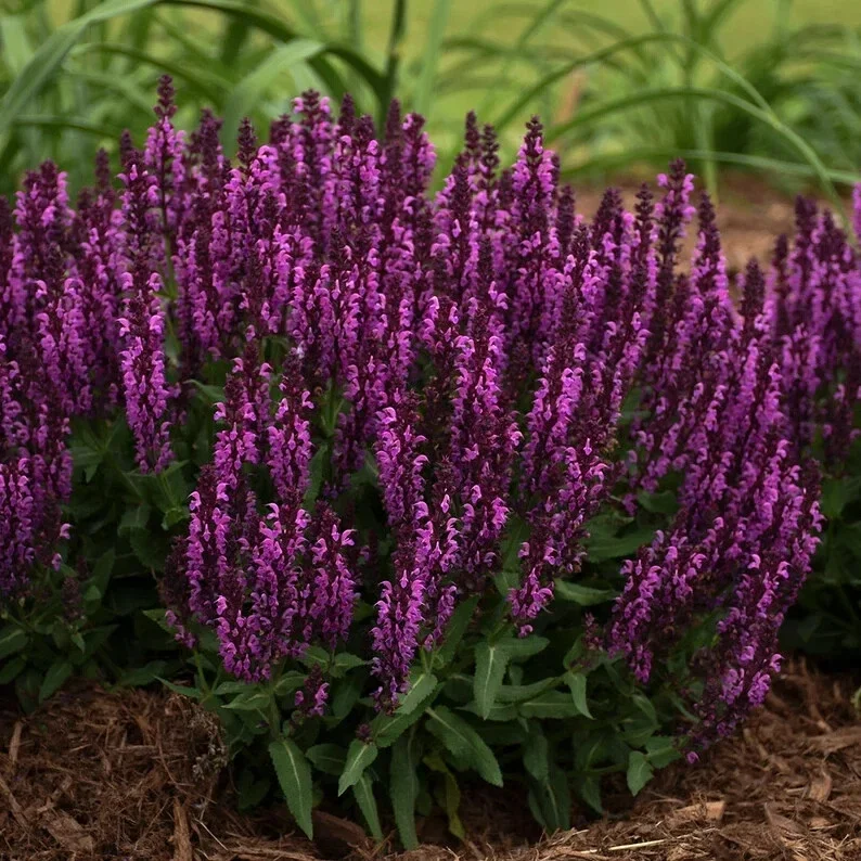 50 Bumbleberry Salvia Seeds – Perennial Flower Seeds – Attracts Butterflies - Image 1
