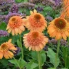 50 Canaloupe Coneflower Seeds - Echinacea Perennial Flowers for Outdoor Gardens - Image 1