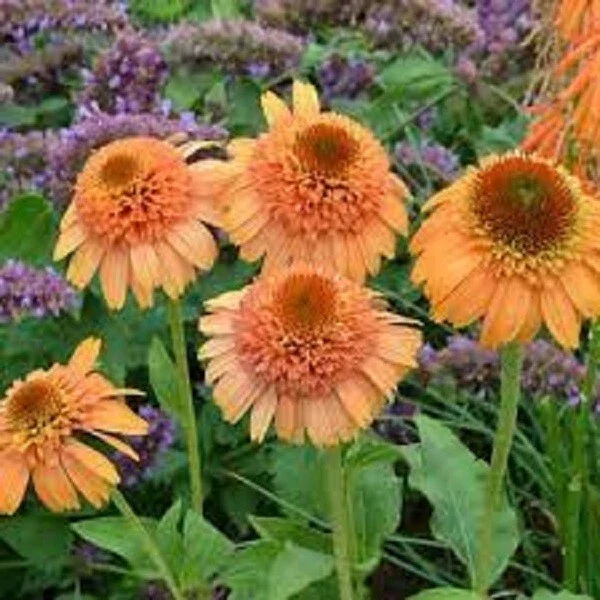 50 Canaloupe Coneflower Seeds - Echinacea Perennial Flowers for Outdoor Gardens - Image 1