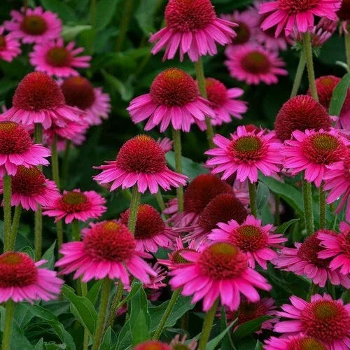50 Candy Coneflower Seeds - Echinacea Perennial Flower Seeds - Image 2