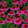 50 Candy Coneflower Seeds - Echinacea Perennial Flower Seeds - Image 1